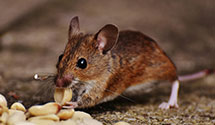 24 Hour & Emergency Exterminators in Munster, IL